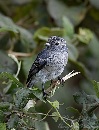 233 White-eyed Slaty Flycatcher (Melaenornis fischeri) - Kenya