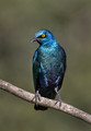 225 Cape starling (Lamprotornis nitens) - Kenya