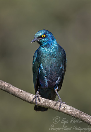 225 Cape starling (Lamprotornis nitens) - Kenya