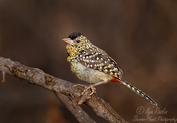 237 D'Arnaud's Barbet (Trachyphonus darnaudii) - Kenya