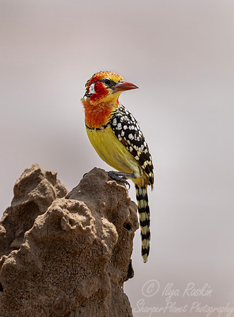 236 Red-and-yellow Barbet (Trachyphonus erythrocephalus) - Kenya