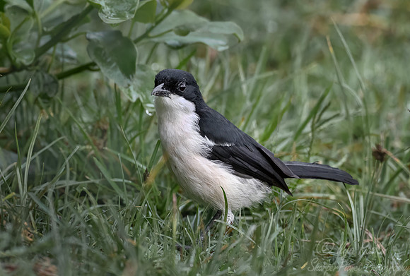 234 Tropical boubou (Laniarius major) - Kenya