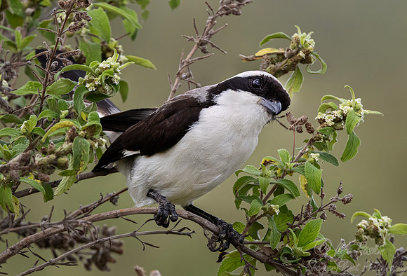 235 grey-backed fiscal (Lanius excubitoroides) - Kenya