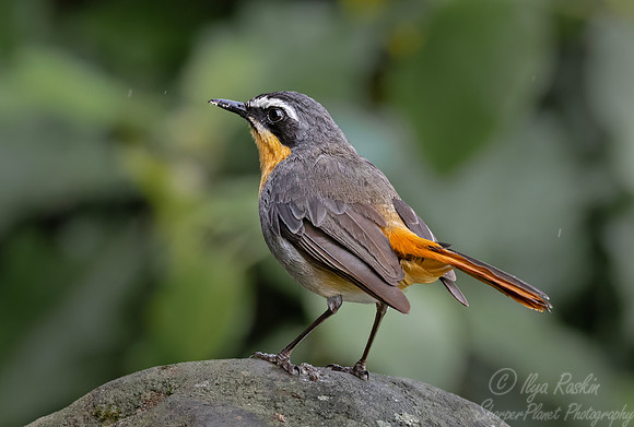 242 Cape Robin-Chat (Dessonornis caffer) - Kenya