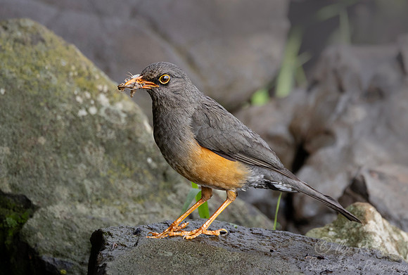 240 Abyssinian Thrush (Turdus abyssinicus) - Kenya