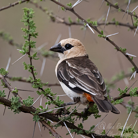 244 White-headed buffalo weaver (Dinemellia dinemelli) - Kenya