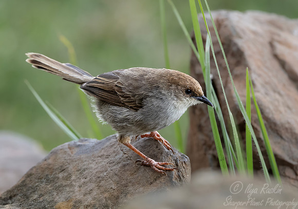 243 singing cisticola (Cisticola cantans) - Kenya