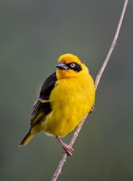 BIRDS - AFRICA 3
