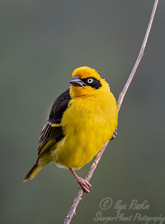 245 Baglafecht weaver (Ploceus baglafecht) - Kenya
