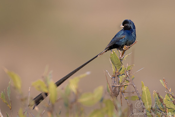 239 Steel-blue Whydah (Vidua hypocherina) - Kenya