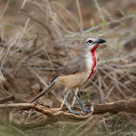 238 Rosy-patched Bushshrike (Rhodophoneus cruentus) - Kenya