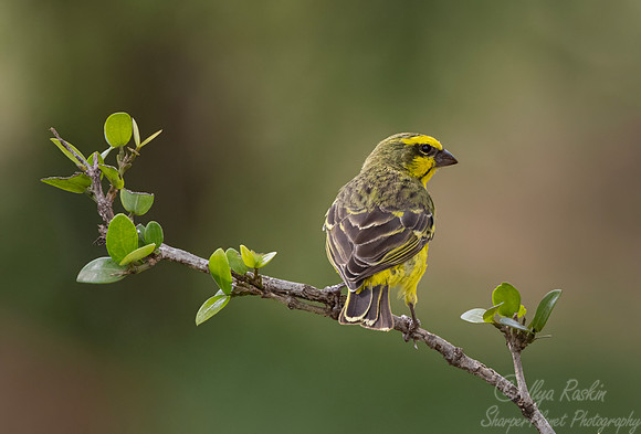 247 Yellow-fronted canary (Crithagra mozambica) - Kenya