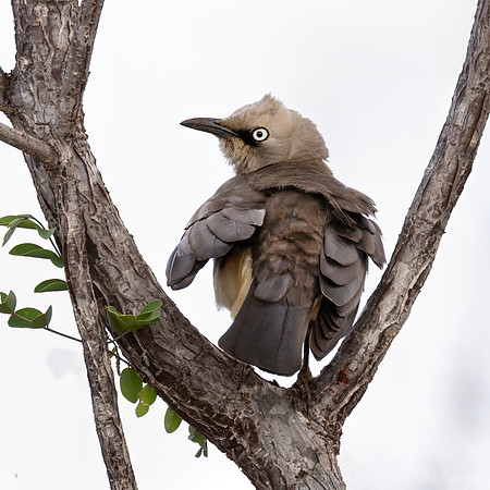 249 Fischer's starling (Lamprotornis fischeri) - Kenya