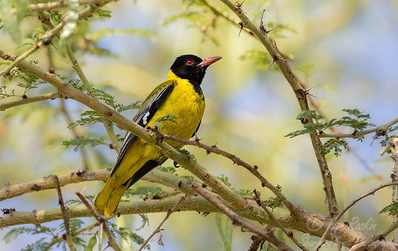 246 Black-headed oriole (Oriolus larvatus) - Kenya