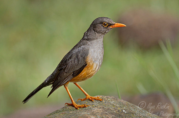 241 Abyssinian Thrush (Turdus abyssinicus) - Kenya