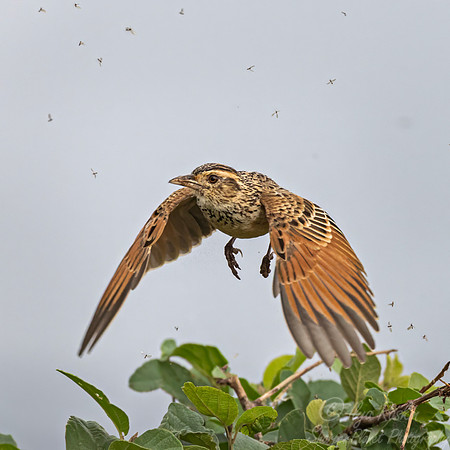 250 Rufous-naped Lark (Corypha africana) - Kenya