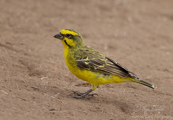 248 Yellow-fronted canary (Crithagra mozambica) - Kenya