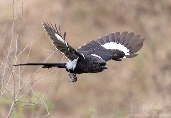 252 Magpie shrike (Urolestes melanoleucus) - Kenya
