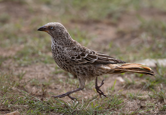 254 Rufous-tailed Weaver (Histurgops ruficauda) - Kenya