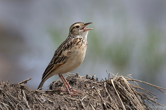 251 rufous-naped lark (Corypha africana) - Kenya