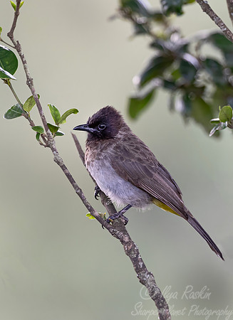 256 Dark-capped or Common bulbul (Pycnonotus barbatus) - Kenya