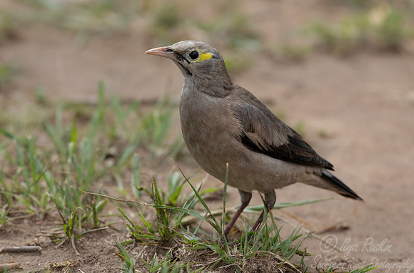 255 Wattled starling (Creatophora cinerea) - Kenya