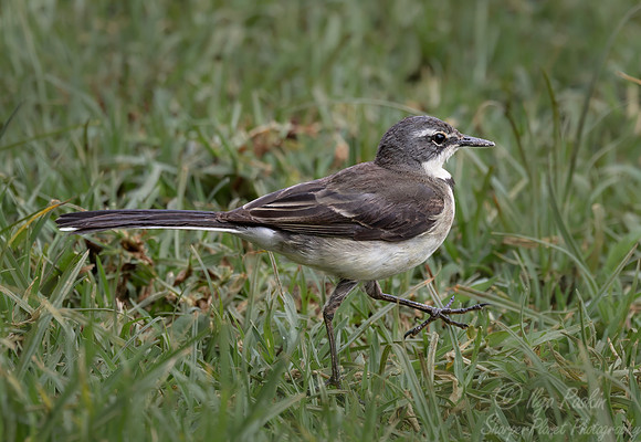 259 Cape wagtail (Motacilla capensis) - Kenya
