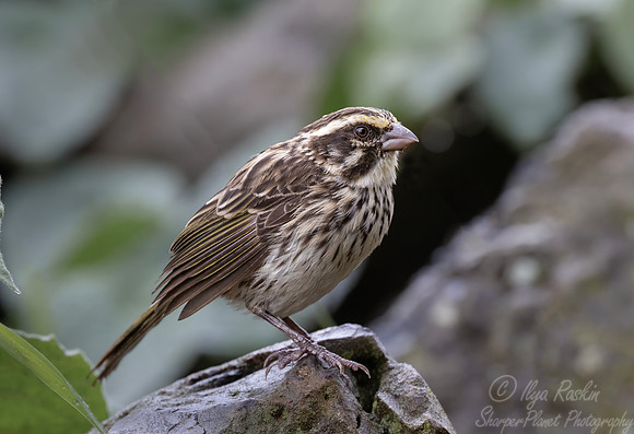 257 Streaky Seedeater (Crithagra striolata) - Kenya