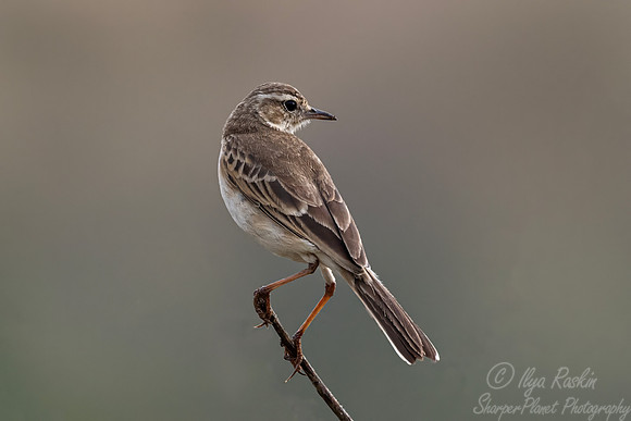260 Berthelot's pipit (Anthus berthelotii) - Kenya