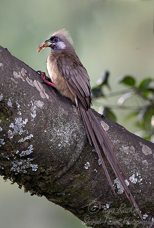 262 Speckled Mousebird (Colius striatus) - Kenya