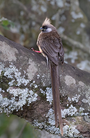 263 262 Speckled Mousebird (Colius striatus) - Kenya