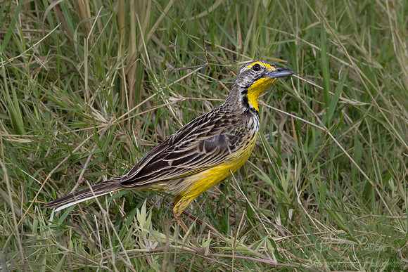 258 Yellow-throated Longclaw (Macronyx croceus) - Kenya