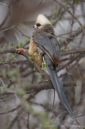 264 White-headed Mousebird (Colius leucocephalus) - Kenya