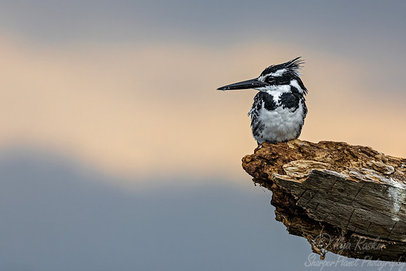 261 Pied Kingfisher (Ceryle rudis) - Kenya