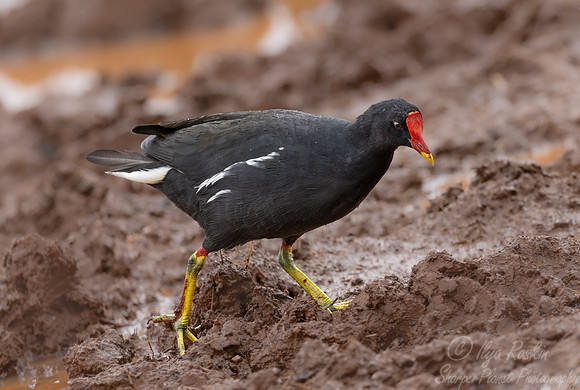 265 Common Moorhen (Gallinula chloropus) - Kenya
