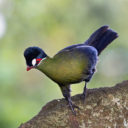 266 Hartlaub's turaco (Tauraco hartlaubi) - Kenya