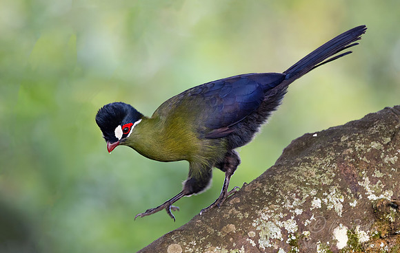 267 Hartlaub's turaco (Tauraco hartlaubi) - Kenya