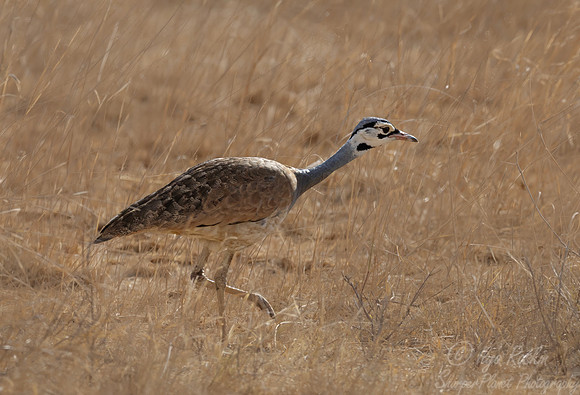 269 White-bellied bustard (Eupodotis senegalensis) - Kenya