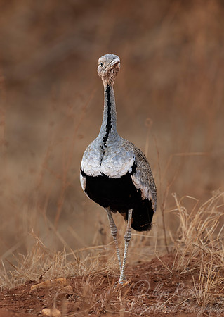 271 Buff-crested bustard (Lophotis gindiana)
