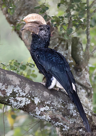268 Silvery-cheeked Hornbill (Bycanistes brevis) - Kenya