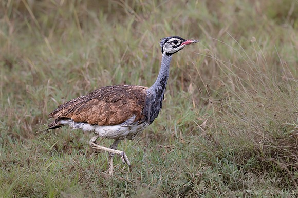 270 White-bellied bustard (Eupodotis senegalensis) - Kenya
