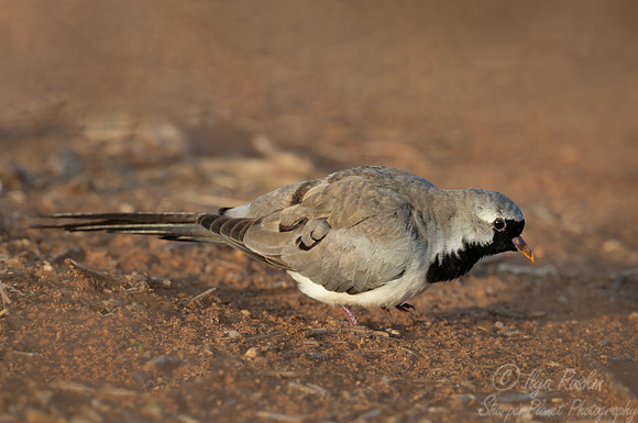274 Namaqua dove (Oena capensis) - Kenya