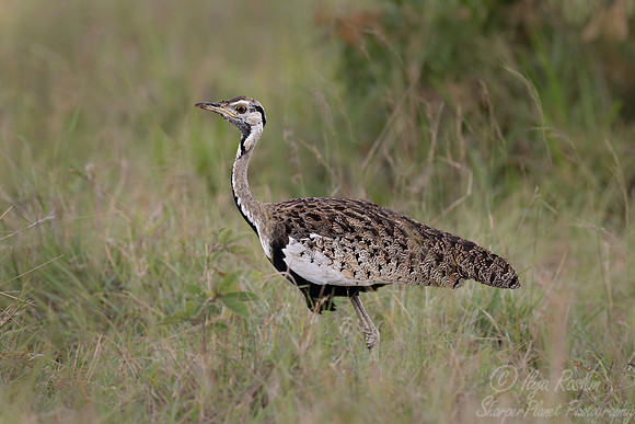272 Black-bellied Bustard (Lissotis melanogaster) - Kenya