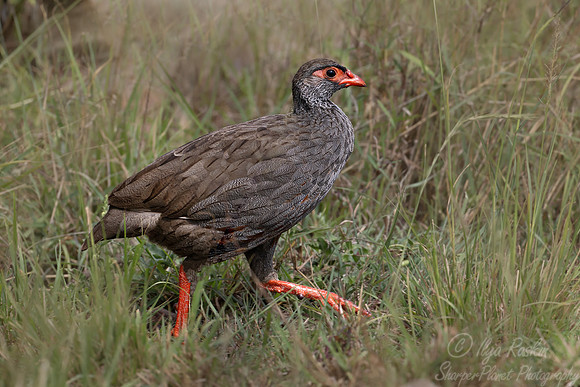 277 Red-necked Spurfowl (Pternistis afer) - Kenya