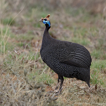278 Helmeted guineafowl (Numida meleagris) - Kenya