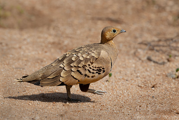276 Chestnut-bellied sandgrouse or common sandgrouse (Pterocles exustus) - Kenya
