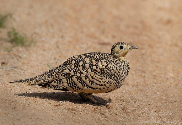 275 Chestnut-bellied sandgrouse or common sandgrouse (Pterocles exustus) - Kenya