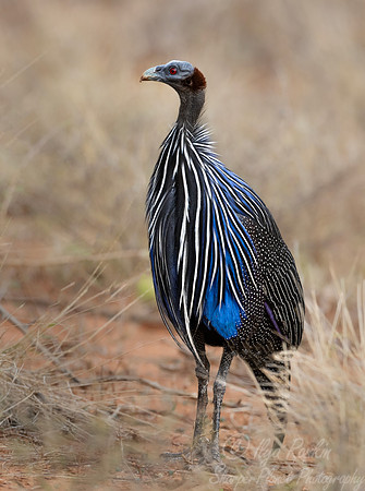 279 Vulturine guineafowl (Acryllium vulturinum) - Kenya