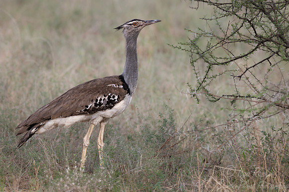 273 Kori bustard (Ardeotis kori) - Kenya