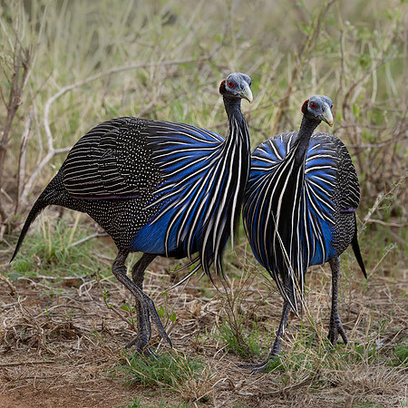 281 Vulturine guineafowl (Acryllium vulturinum) - Kenya